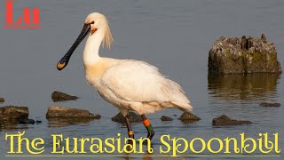 The Eurasian Spoonbill (Platalea Leucorodia).