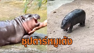 ‘หมูเด้ง’ ฮอตจัด! นทท.เยือนเขาเขียว เดือนเดียว 1.6 แสน – เปิดคลิปซุปตาร์โชว์เต้น ‘มูนวอล์ก’ อวดนุด