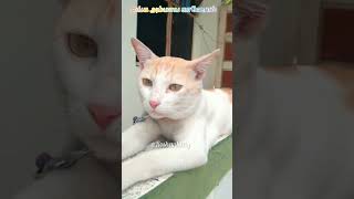 என்ன கடைக்கு போன அம்மாவ காணோம்... | #cat #catfunny #comedy #trending #shorts #funny #pets