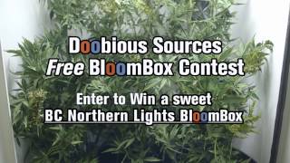 Doobious Sources: "BloomBox"