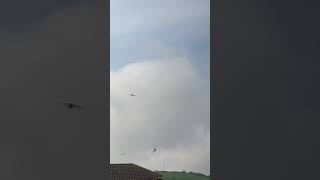 Swallows invade house