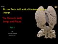 Picture Tests in Anatomy - Thorax - Wall and Lung 1