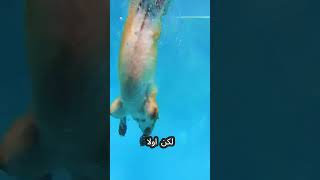 رمى لكلبه لعبته في المسبح! 😭