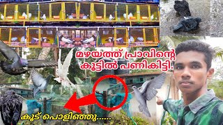 മഴയത്ത്  പ്രാവിന്റെ കൂട്ടിൽ പണികിട്ടി!!!Pigeon loft kerala🔥pigeon farm💘pets vlog kerala💚#petsvideo#