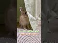 カーテンで遊ぶ可愛いうさぎさん　 ネザーランドドワーフ　 bunny