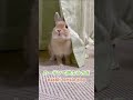 カーテンで遊ぶ可愛いうさぎさん　 ネザーランドドワーフ　 bunny