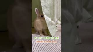 カーテンで遊ぶ可愛いうさぎさん　#ネザーランドドワーフ　#bunny