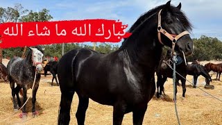 شاهد أجود وأجمل الخيول العربية البربرية و استعداداتها وتداريبها وشوقها للتبوريدة| moroccan horses