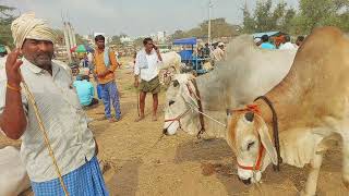 Brown colour\u0026White colour mixed Bulls in Pebbair market | Oxen prices in Pebbair market