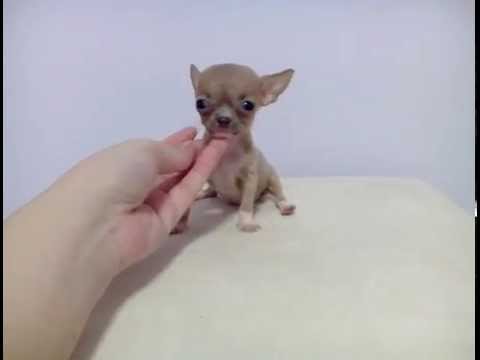 Droll Newborn Miniature Chihuahua Puppies