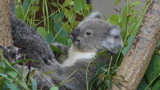 コアラの赤ちゃん / 王子動物園