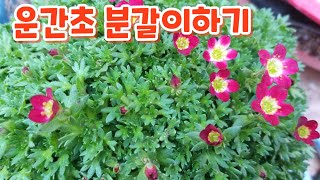 #돈키호테야생화 #운간초{천상초 } #분갈이하기 #흙배합 #키우기 2월22일