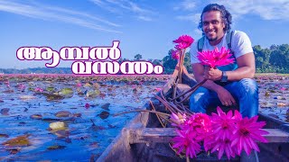 Waterlilly | ആമ്പൽ വസന്തം | Ambattukadavu Kottayam |  Travcup by Anoop \u0026 Arathy