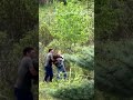Baby moose rescued in Alberta