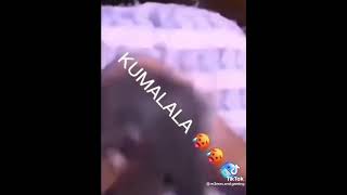 Rat dancing to Kamalala kumalala kumala savesta