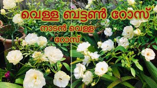 White Miniature Rose| വെള്ള ബട്ടൺ റോസ് Rose | Button Rose | Home Gardening