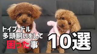 トイプードル多頭飼いして困ったと感じた事、分かった事ベスト10‼️ なんだかんだでも結局は可愛いいのです✨