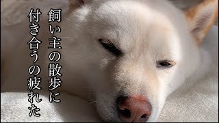 散歩にを満喫し、枕を巧みに使いこなし寝る準備を進める柴犬