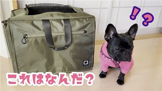 Vol.78　クチタプ×マンダリンブラザーズのコラボアイテム　お出かけグッツ購入【フレンチブルドッグ】【French bulldog puppy】