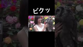 ミミズクにビビる掛橋沙耶香　#掛橋沙耶香　#4期生　#乃木坂46