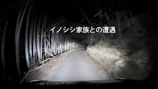 イノシシ家族との遭遇（熊本市西区）221023