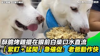 酥脆烤雞擺在眼前白柴口水直流　「緊盯＋猛聞」急催促：老爸動作快｜三立新聞網 SETN.com