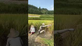 Robot Farmer Cutting Rice 🌾🕊️ #viralshorts #agriculture #viralvideo