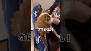 プリン、ブラシに激しく抵抗するの巻🪮 #ボサボサ犬 #毛玉 #チャーミング