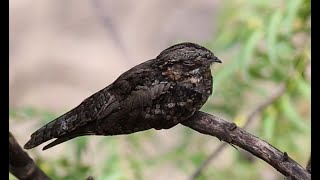 Savanna nightjar-the master of camouflage