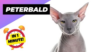 Peterbald Cat - In 1 Minute! 🐱 One Of The Most Expensive Cats In The World | 1 Minute Animals