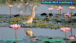 Tourist place or weekend gateway to visit near erode | Vellode Bird Sanctuary | place for wildlife