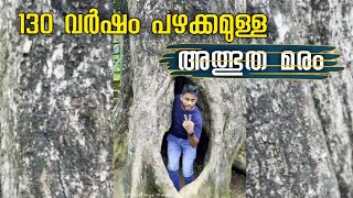 The wonder tree| thanni muthassi | താന്നി മുത്തശ്ശി  #travel #tree #trendingshorts