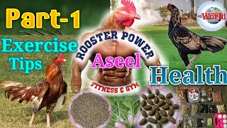 Aseel Murga Tayari Part-1 || Aseel Rooster Body Fitness With Normal Massage Exercise Training