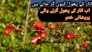 انار کے پھول کیوں گر جاتے ہیں| Anar k phool Q girl jaty  hyn|