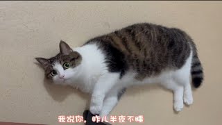 猫猫我卖萌的还不够努力吗？你是咋忍心骂出口的？