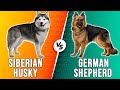 Siberian Husky vs German Shepherd – Which One Is Better? (Which is Ideal For You?)