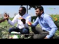 6 ಸಾವಿರ ಕಲ್ಲಂಗಡಿ ಸಸಿ ನೆಟ್ಟರೂ ಒಂದೂ ಸಹ ಸಾಯಲಿಲ್ಲ organic watermelon cultivation