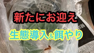 ハリセンボンの幼魚を飼育する。