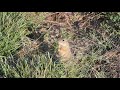 european ground squirrel spermophilus citellus