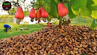 Harvesting MILLIONS of Cashew Nuts For Processing in Modern Factory - Cashew Farming Technique