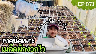 เทคนิคเพาะเมล็ดผักให้โตไว(สำหรับคนเมืองหนาว) อัพเดทน้องแกะแฝดอายุ 12 วัน/แขมรอินเตอร์