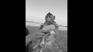 Little monkey eat corn with natural place