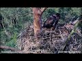 part17 近況 2023 美男美女オジロワシの子育て bielik online bory tucholskie white tailed eagle tucholskie forest