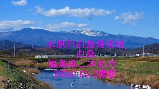 水原川白鳥飛来地 白鳥　福島県二本松市　2024/12/2撮影