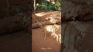 ഒരു കിളിപോയ മാൻ | Thrissur Zoo