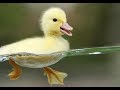Lagu Anak Lucu Cicit cuit ★ Lagu Anak Indonesia Terpopuler