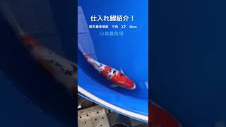 【仕入れ鯉紹介】阪井養魚場産三色2才56cm #小泉養魚場 #koi #錦鯉販売 #錦鯉 ##阪井養魚場