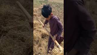 Chota Zameendar || Village Life Farming #shorts