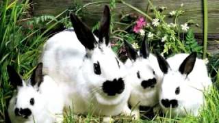 Louisiana Farm Bureau: AG MINUTE: The History of Easter Bunnies \u0026 Eggs