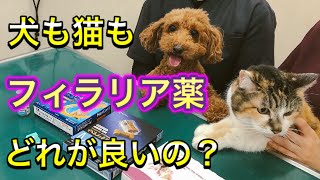 【犬猫フィラリア薬の種類】猫のフィラリア予防の仕方、犬も猫もスポットタイプはコツがあります！